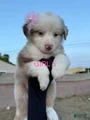 Australian Shepherd Puppy 12