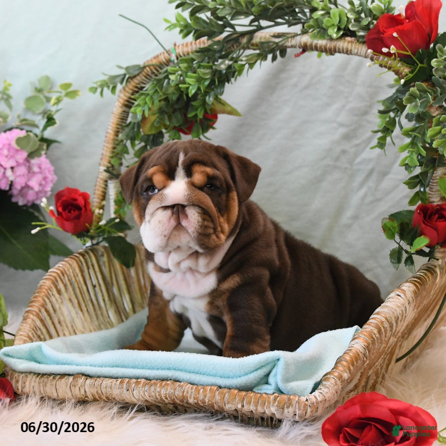 English Bulldog dogs Bonnie - Ad 2