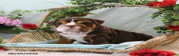 English Bulldog dogs for sale: Bonnie - Ad 2