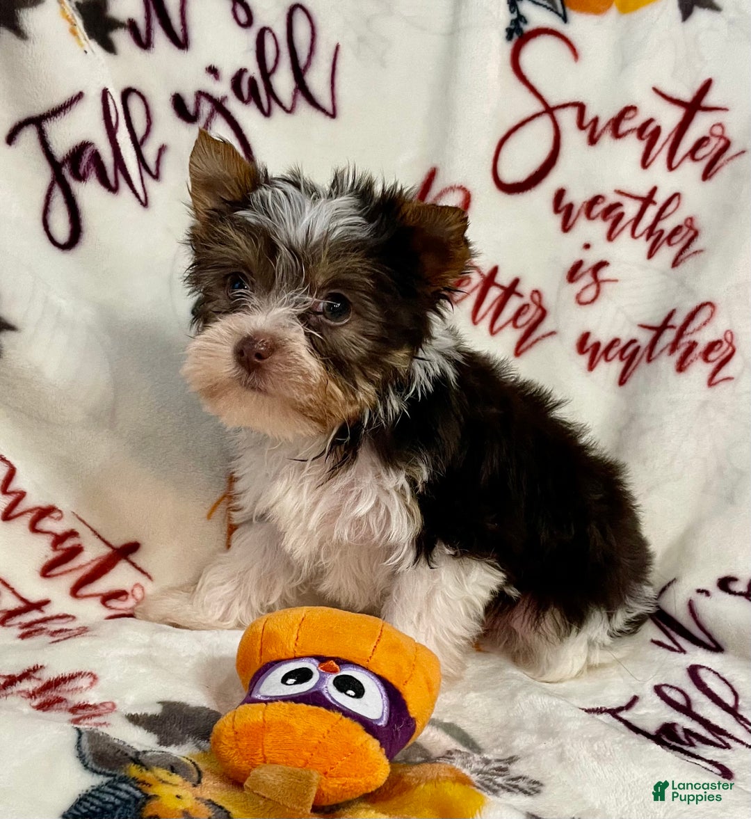 Yorkshire Terrier dogs for sale: Choc Merle Tommy  - Ad 14