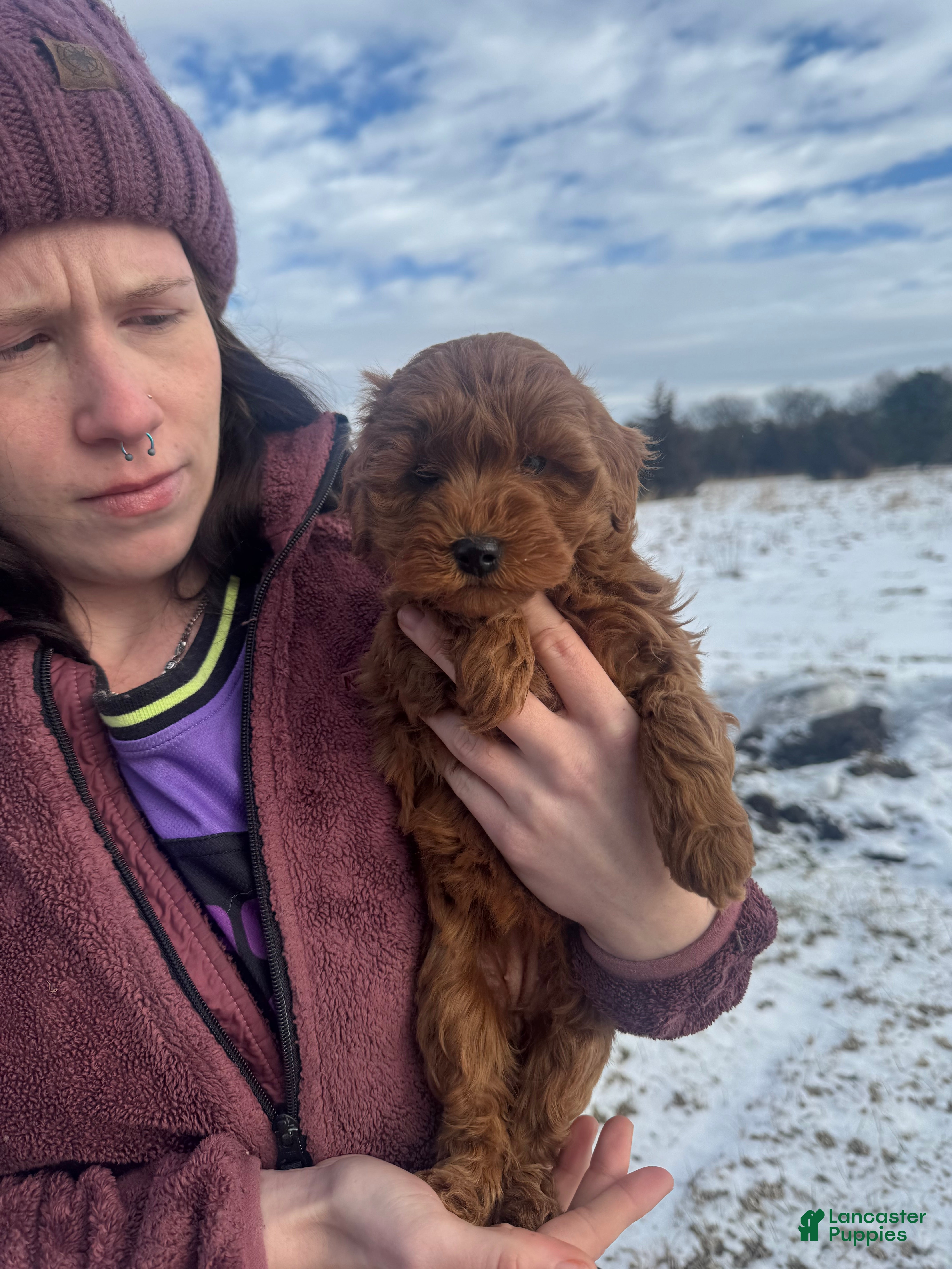 Mini Goldendoodle dogs Mini Goldendoodle Puppy 4 - Ad 11