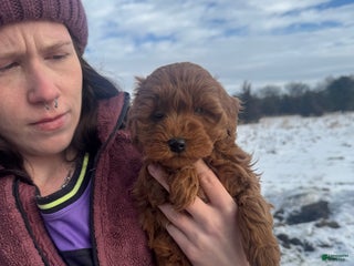 Mini Goldendoodle dogs Mini Goldendoodle Puppy 4 - Ad 4