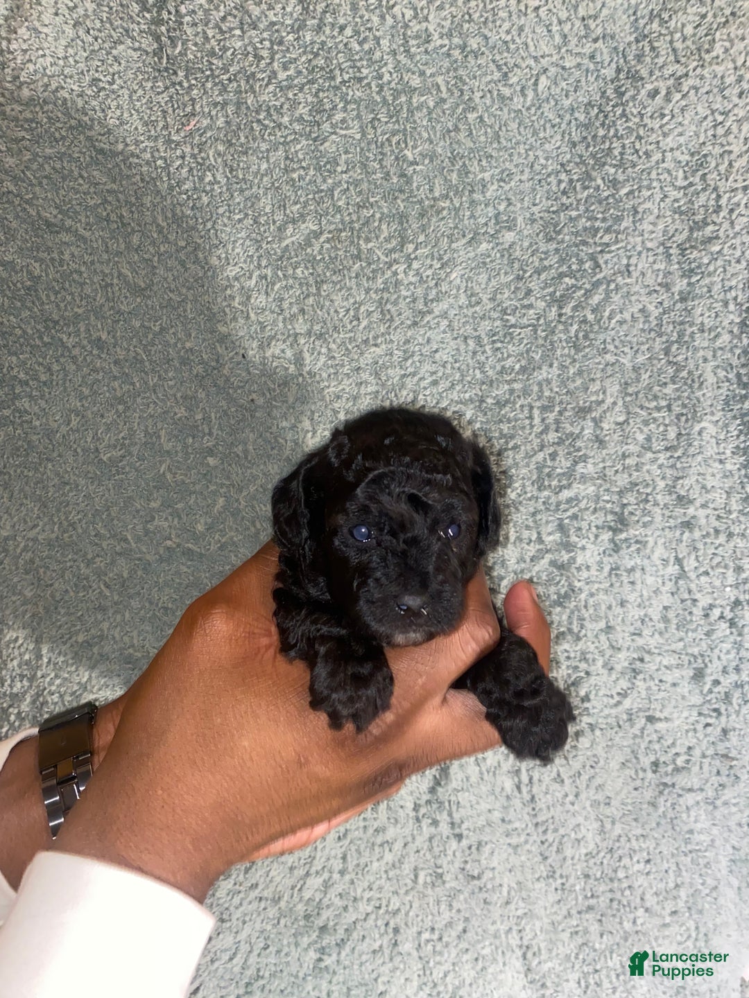 Shihpoo dogs for sale: Shihpoo Puppy 2 KoKo Puff - Ad 1