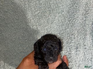 Shihpoo dogs Shihpoo Puppy 2 KoKo Puff - Ad 37