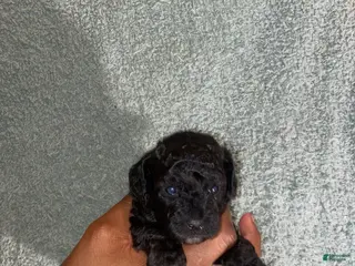 Shihpoo dogs Shihpoo Puppy 2 KoKo Puff - Ad 35