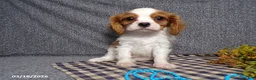 Cavalier King Charles Spaniel dogs for sale: Champ  - Ad 4