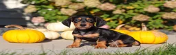 Dachshund dogs for sale: Precious - Ad 6