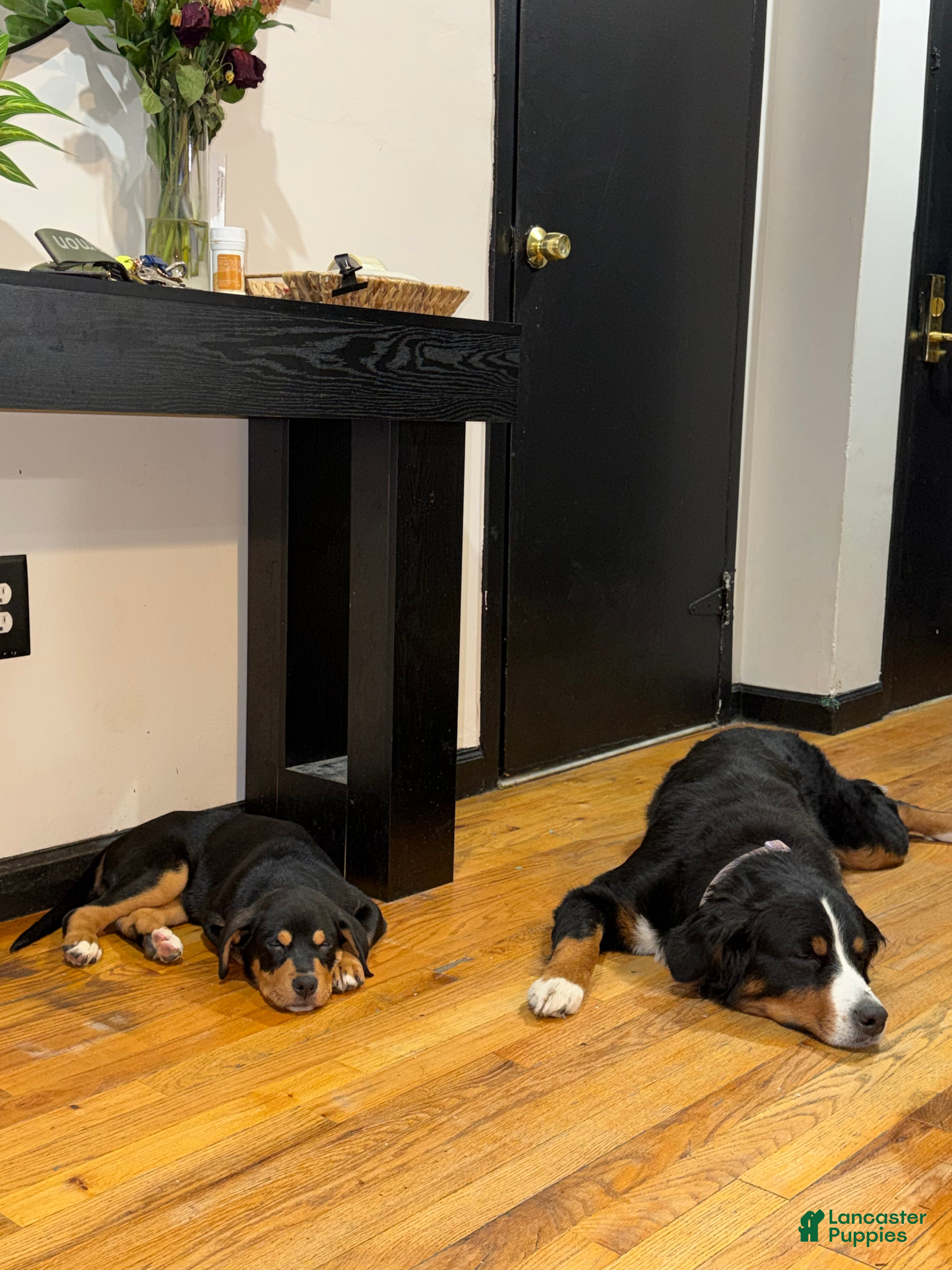 Mixed Breed dogs Ares - Ad 1