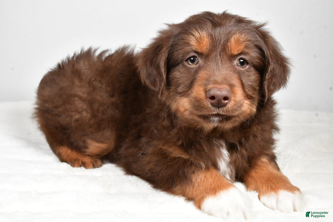 Miniature Australian Shepherd dogs for sale: Rocky - Ad 9