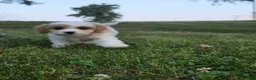 Cavapoo dogs for sale: Clove  - Ad 8