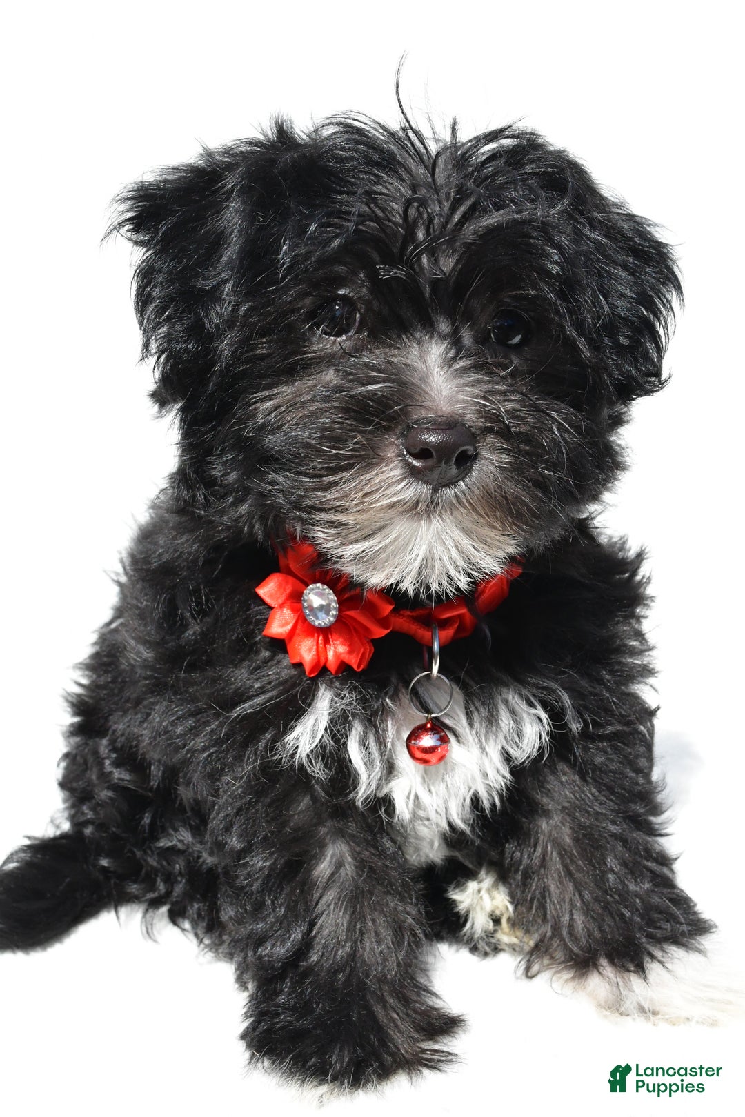 Morkie dogs for sale: Suzi - Ad 4