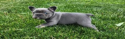 French Bulldog dogs for sale: James  - Ad 5