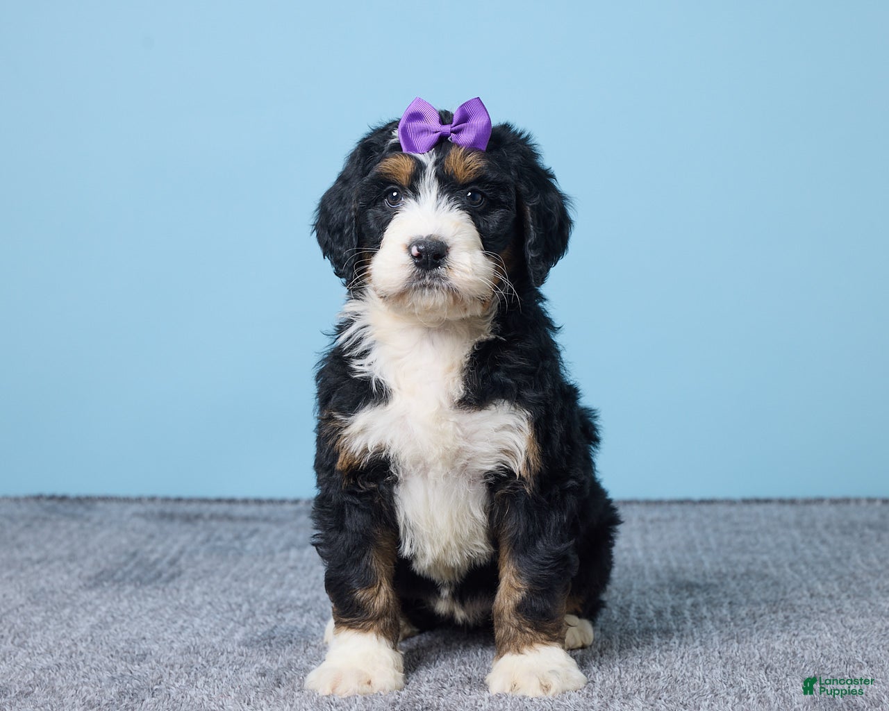 Bernedoodle dogs Heart - Ad 26