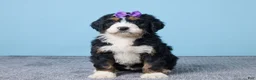 Bernedoodle dogs for sale: Heart - Ad 1