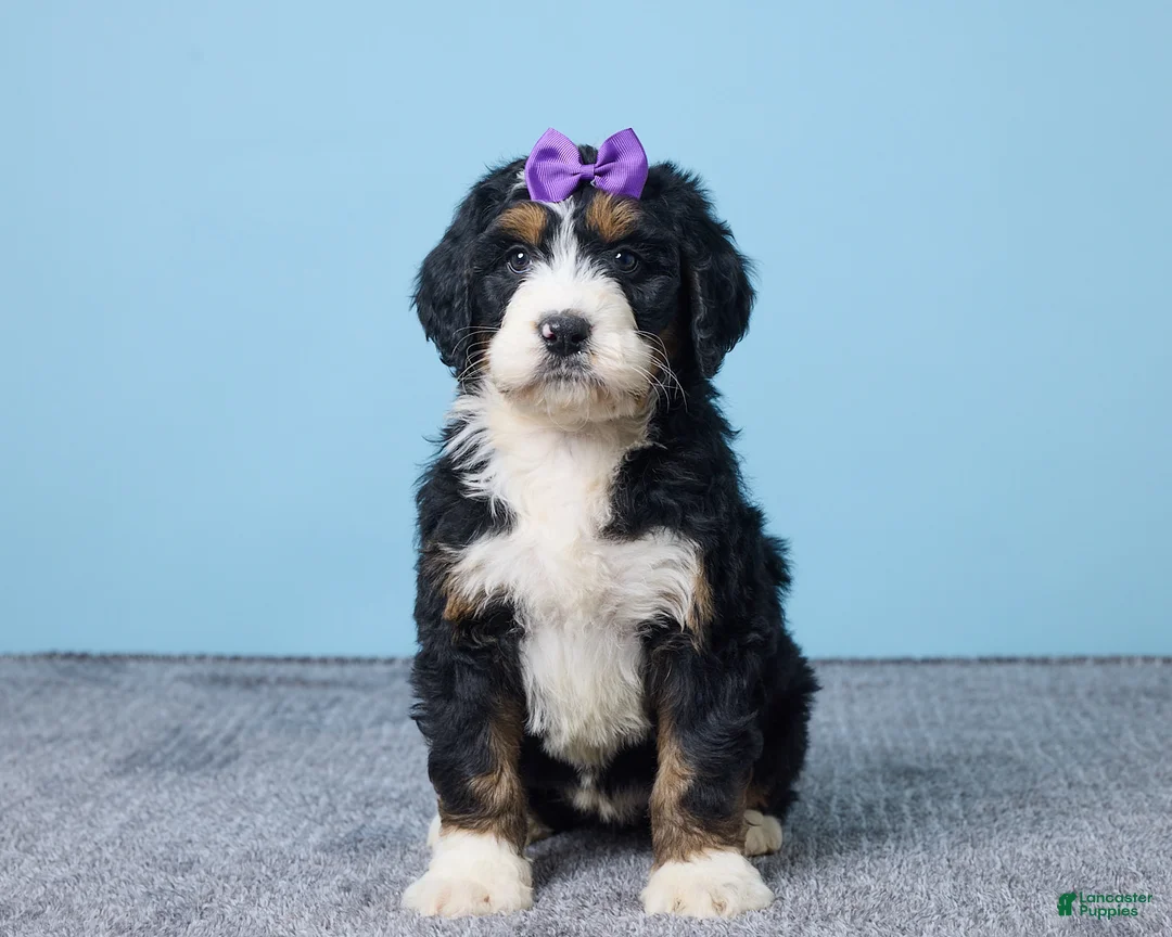 Bernedoodle dogs for sale: Heart - Ad 1