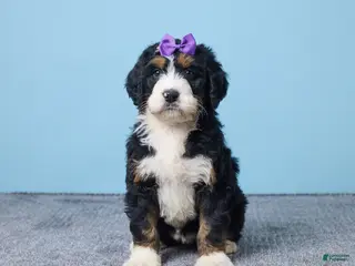 Bernedoodle dogs Heart - Ad 26