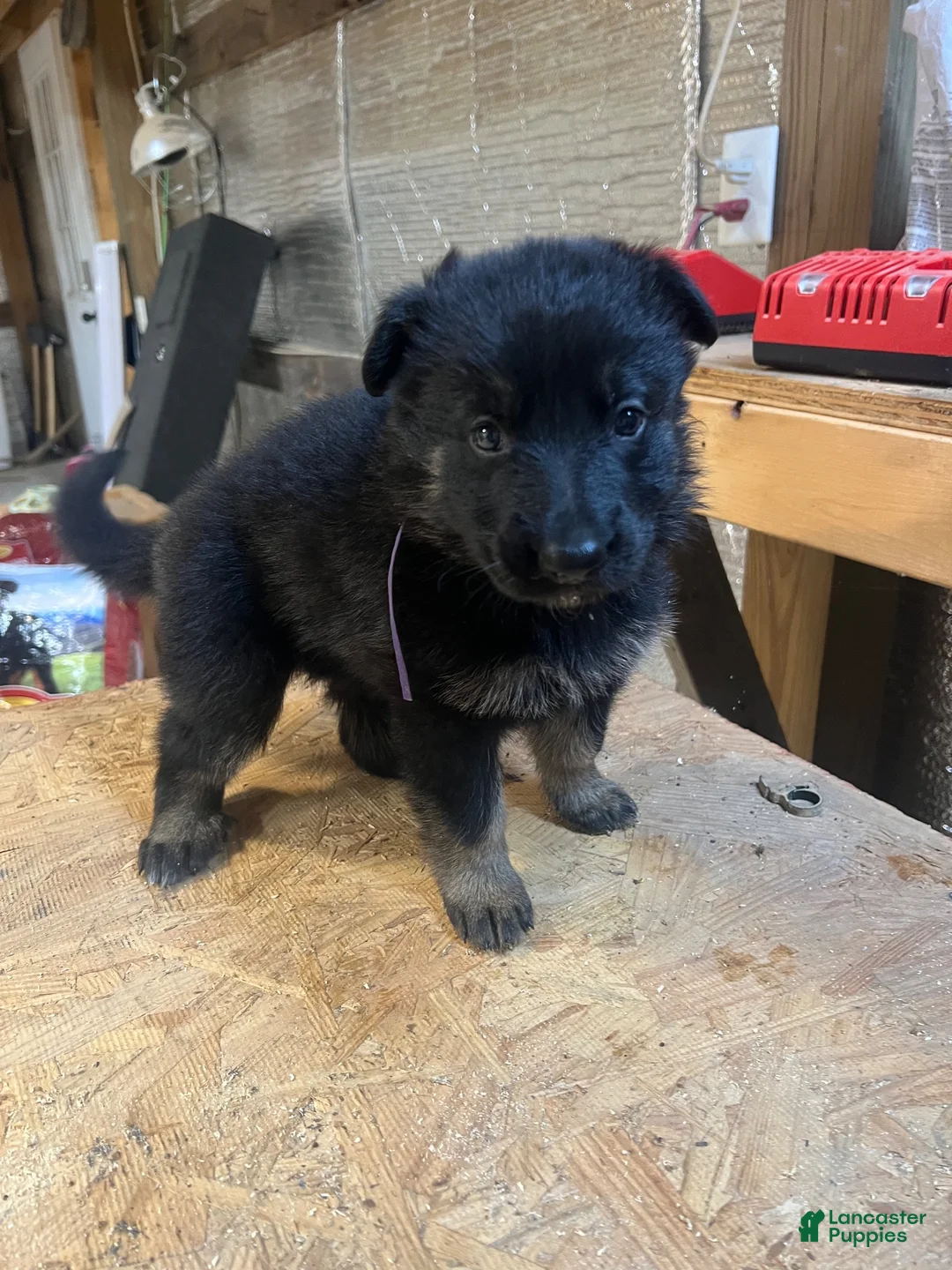 German Shepherd dogs for sale: Female 3 - Ad 1