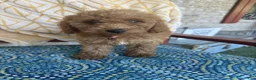 Miniature Labradoodle dogs for sale: Cora - Ad 6