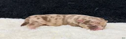 Chihuahua dogs for sale: Chihuahua 3 - Ad 2