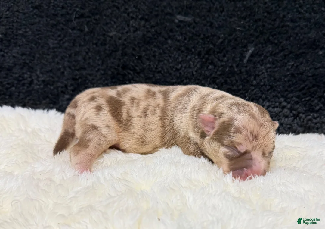 Chihuahua dogs for sale: Chihuahua 3 - Ad 2