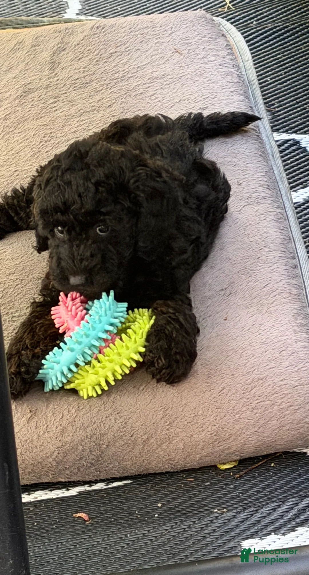 Miniature Poodle dogs for sale: Miniature Poodle Puppy 3 - Ad 1