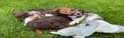 Miniature Dachshund dogs for sale: Moose - Ad 14