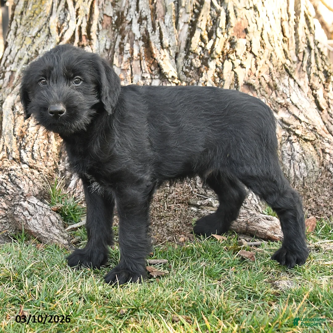 Schnauzer dogs for sale: Pauly - Ad 3