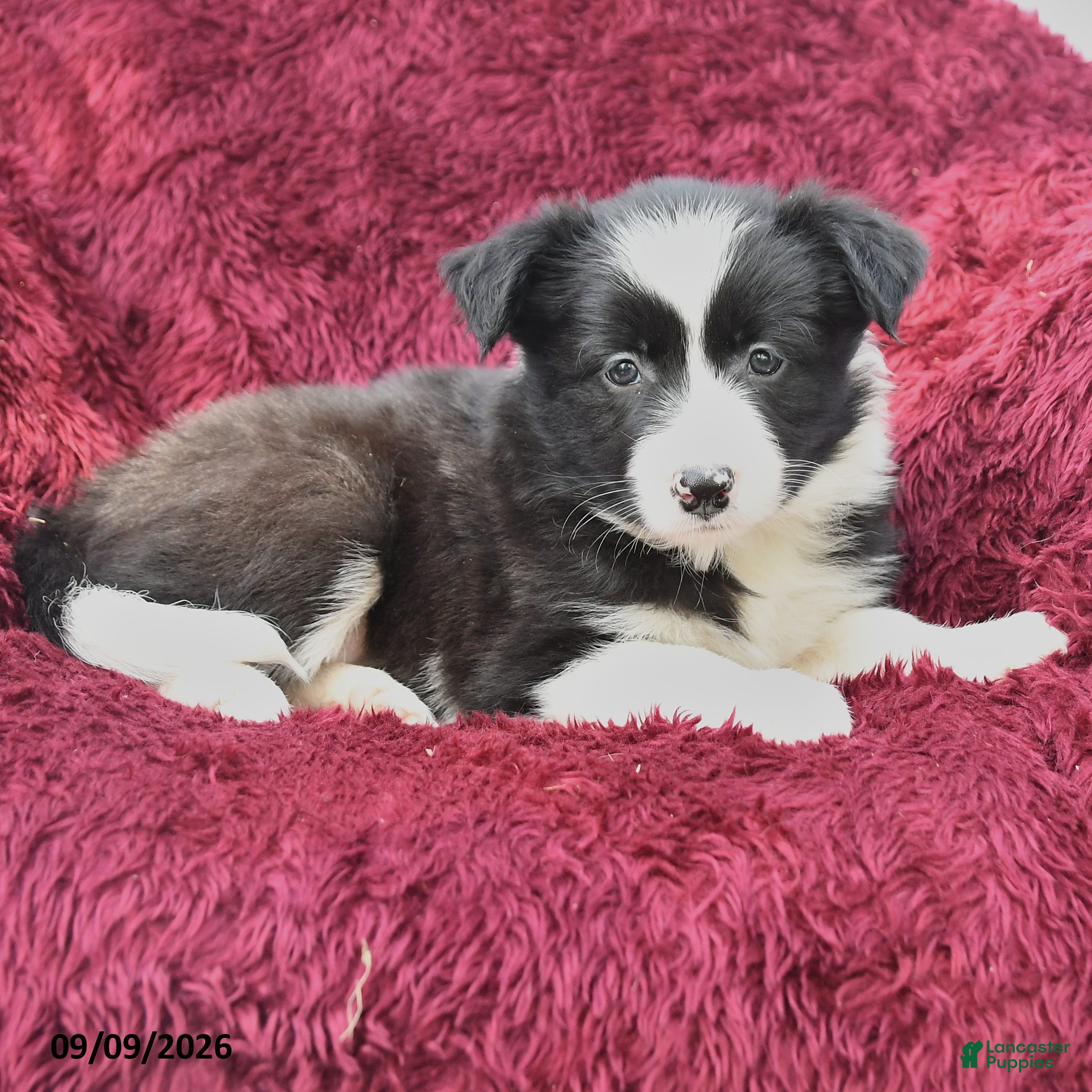 Border Collie dogs Nala - Ad 2