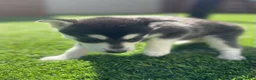 Alaskan Klee Kai dogs for sale: Baela - Ad 9