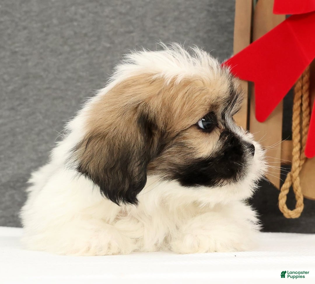 Lhasa Apso dogs for sale: Felix - Ad 3