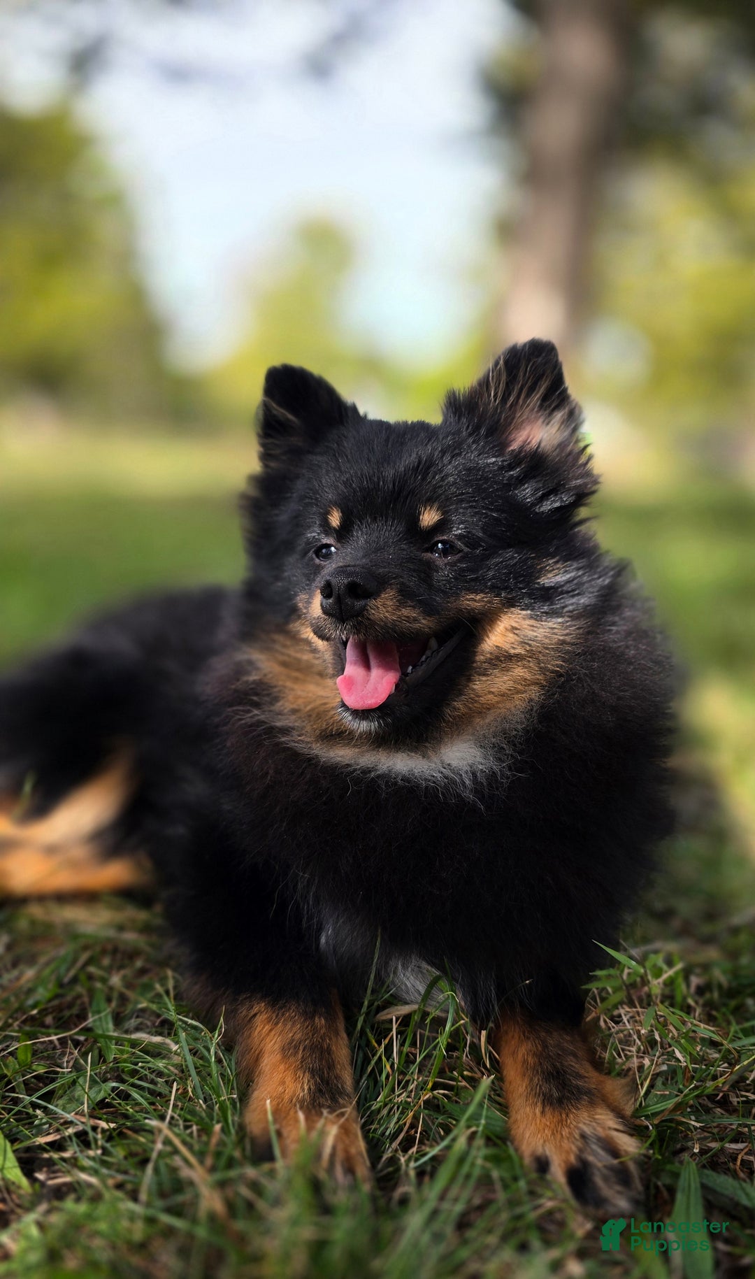 Pomeranian dogs for sale: Kora - Ad 9