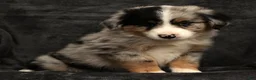 Miniature Australian Shepherd dogs for sale: Stormy - Ad 4