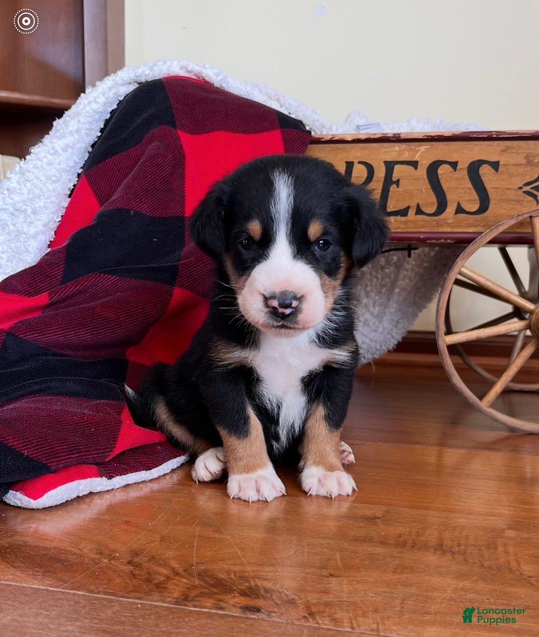 Greater Swiss Mountain Dog dogs for sale: Viper❤️🐾AKC Hip Cert❤️Call 717-859-8731 - Ad 2