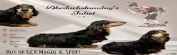 Miniature Dachshund dogs for sale: Spayed female - Ad 1