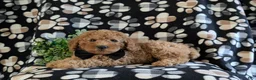 Miniature Poodle dogs for sale: Skete - Ad 4