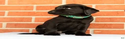 Labrador Retriever dogs for sale: Bruce - Ad 8