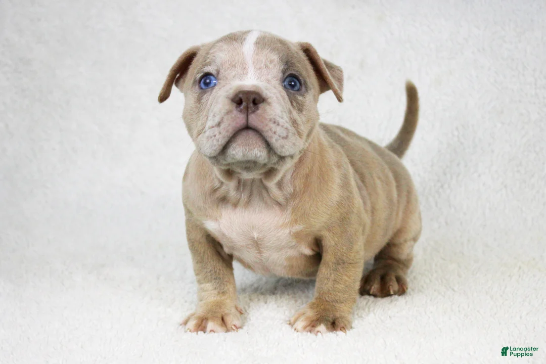 American Bully dogs for sale: Lilac Merle Female - Ad 1