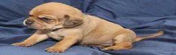 Puggle dogs for sale: Bambi - Ad 3