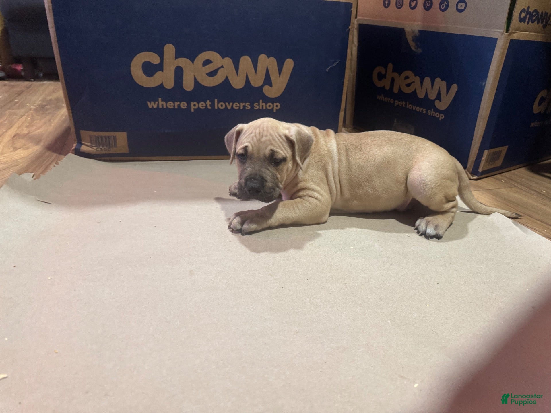 American Bully dogs American Bully 2 - Ad 2