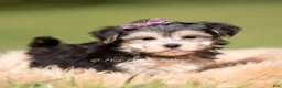 Morkie dogs for sale: Petals F1 - Ad 4