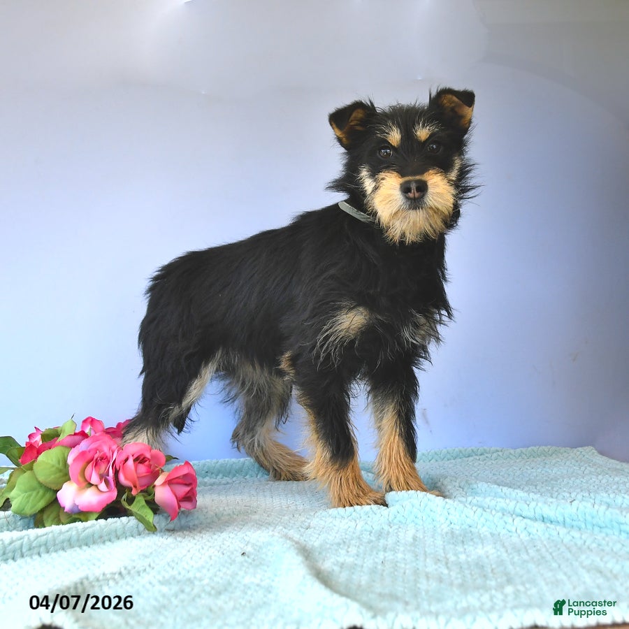 Mixed Breed dogs Snickers - Ad 1