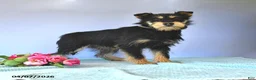 Mixed Breed dogs for sale: Snickers - Ad 1