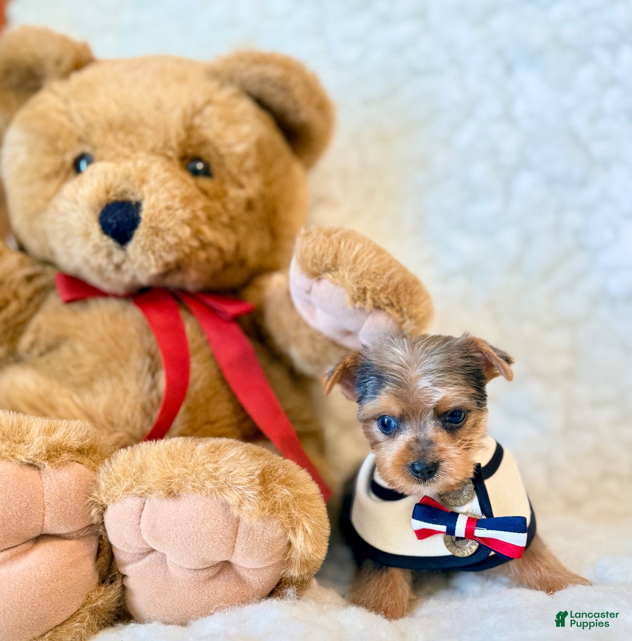Yorkshire Terrier dogs Blue tiny toy - Ad 2