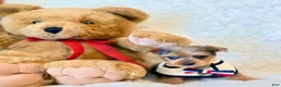 Yorkshire Terrier dogs for sale: Blue tiny toy - Ad 2