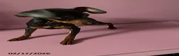 Miniature Pinscher dogs for sale: Pin  - Ad 5