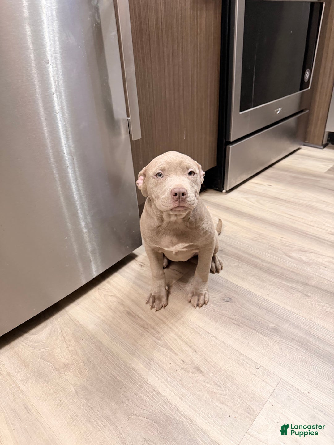 American Bully dogs for sale: American Bully Puppy 1 - Ad 4