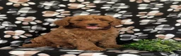 Mini Goldendoodle dogs for sale: Isaias Hypoallergenic - Ad 5