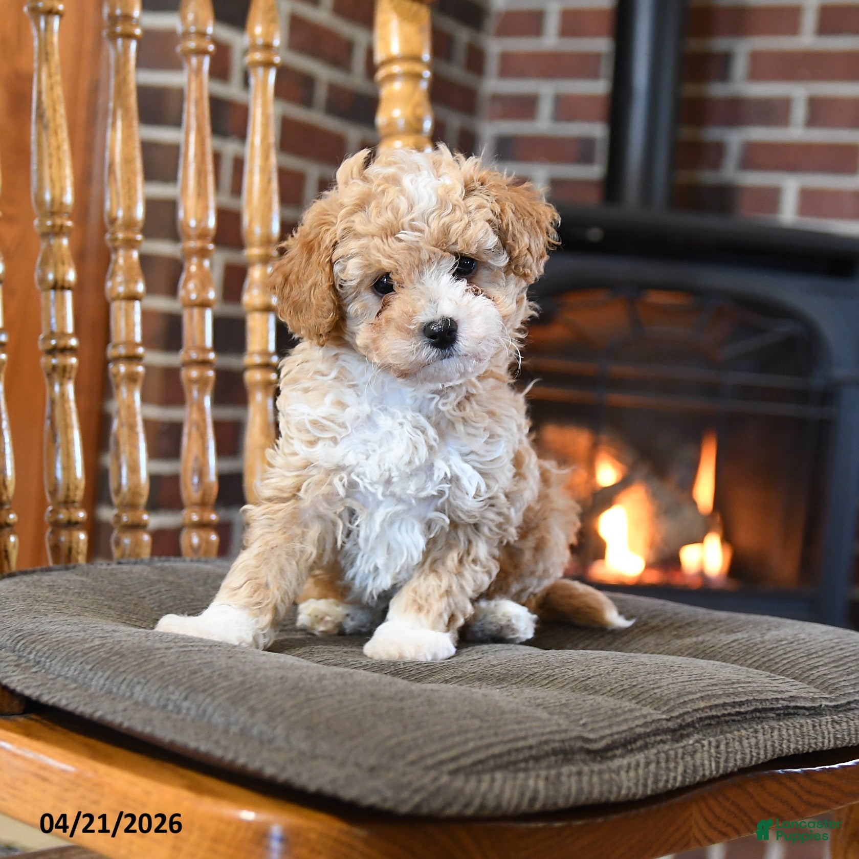 Toy Poodle dogs Baron - Ad 2