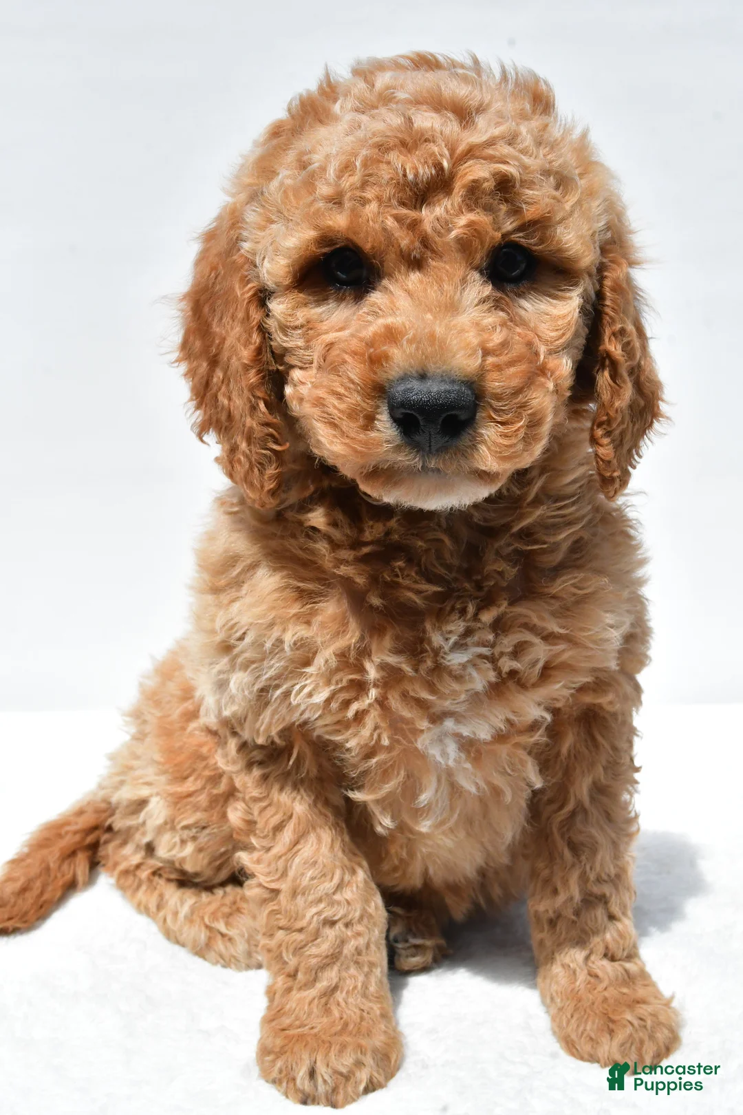 Mini Goldendoodle dogs for sale: Huntley - Ad 1