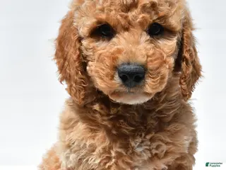 Mini Goldendoodle dogs for sale: Huntley - Ad 4